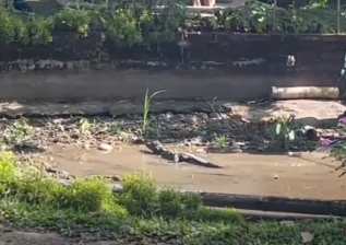 En el cantón Sucúa, ciudadanía halla un caimán deambulando