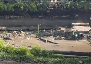 Sucúa: ciudadanía halla un caimán&nbsp;deambulando