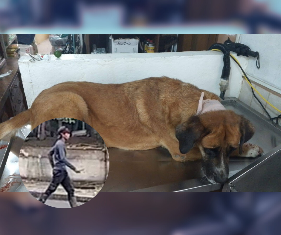 Fundación Mati aseguró haber identificado a presunto agresor de perros en Macas