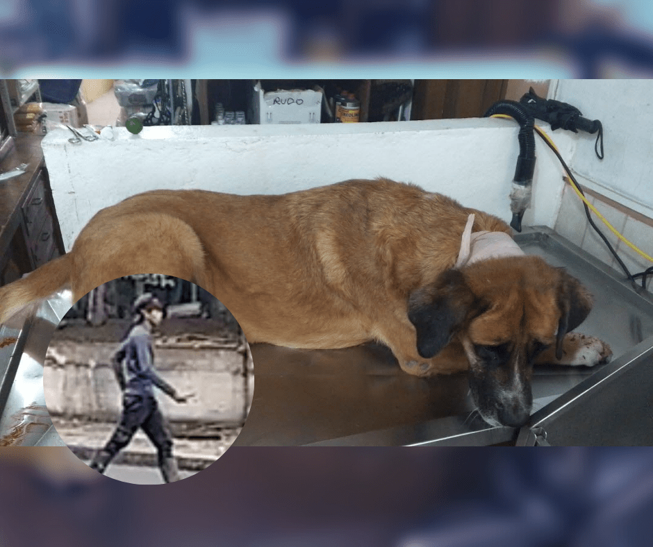 Macas: Fundación Mati aseguró haber identificado a presunto agresor de&nbsp;perros