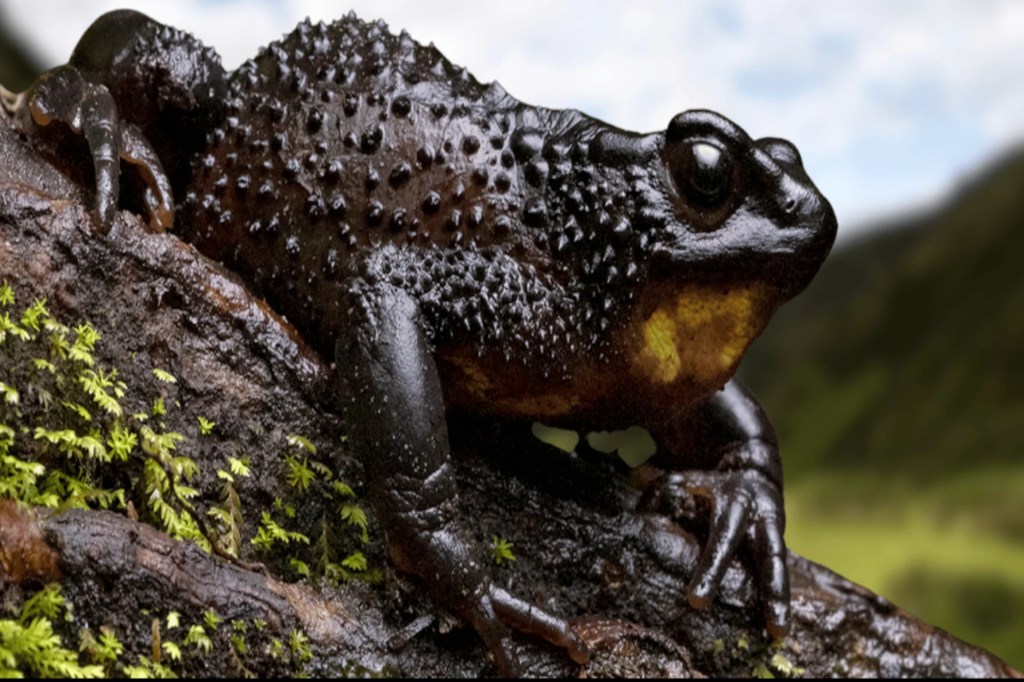 Justicia suspende ampliación vial en Cotopaxi por riesgo al hábitat del&nbsp;jambato